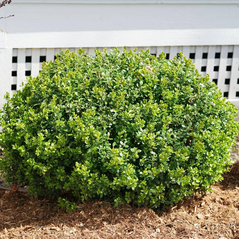 2 Gallon Evergreen Sprinter Boxwood Shrub