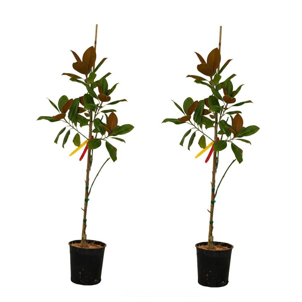 1 gal. Vulcan Deciduous Japanese Magnolia Tree with Purple Flowers