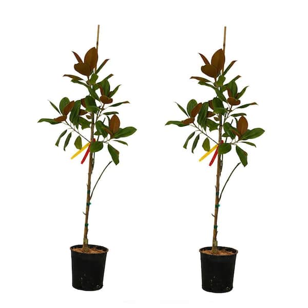 1 gal. Vulcan Deciduous Japanese Magnolia Tree with Purple Flowers