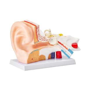 Human Ear Anatomy Model 3 Parts 5 Times Enlarged Human Ear Model Displaying Outer, Middle, Inner Ear with Base PVC