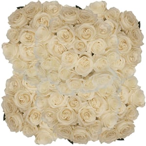 250 Stems of White Playa Blanca Roses Fresh Flower Delivery