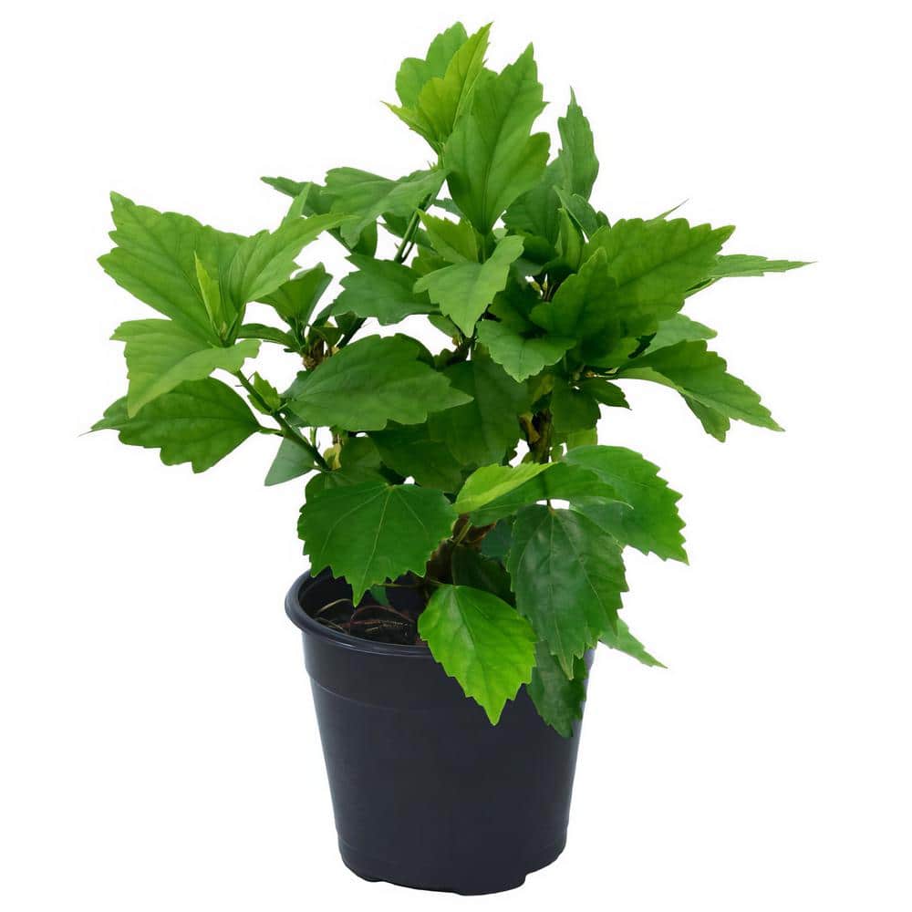 1 Gallon Pink and Purple Hibiscus Tahiti Shrub