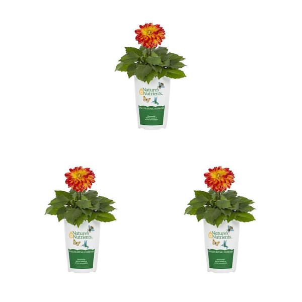 Vigoro 2 qt. Dahlia Hypnotica Tequila Sunrise Red and Yellow Bicolor Annual Plant (3-Pack)