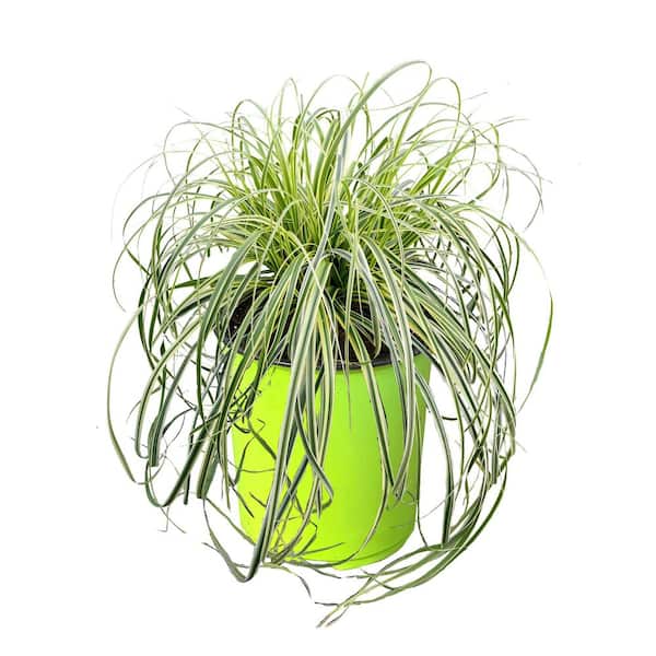 1.5 Gal. Carex Feather Falls Perennial Grass with No Flowers (1-Pack)