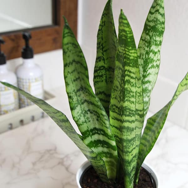 curly spider plant Spider Plant 'Bonnie' 4"