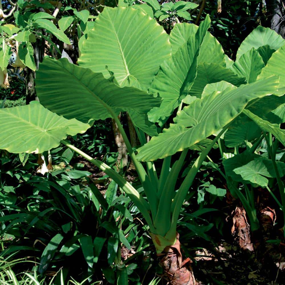 Reviews for VAN ZYVERDEN Jumbo Upright Elephant Ear Bulbs (3Pack) Pg