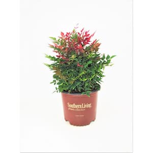 3 Gal. Obsession Nandina Multicolor Live Evergreen Shrub with Red-Green Foliage
