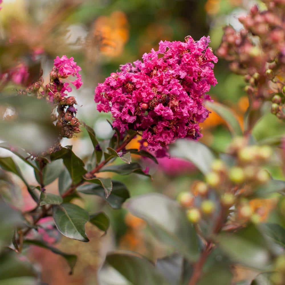 Plum Magic Semi-Dwarf Crape Myrtle with Fuchsia Pink Flowers