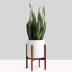 10 in. White Ceramic Cylinder Planter with Medium Wood Stand (10 in., 12 in. or 15 in.)