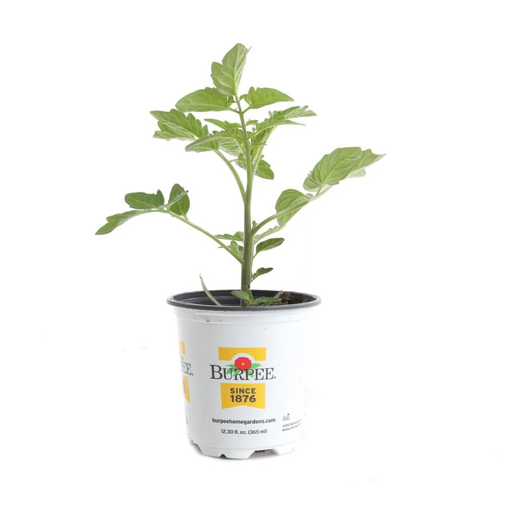 Home Depot Tomato Plant 1