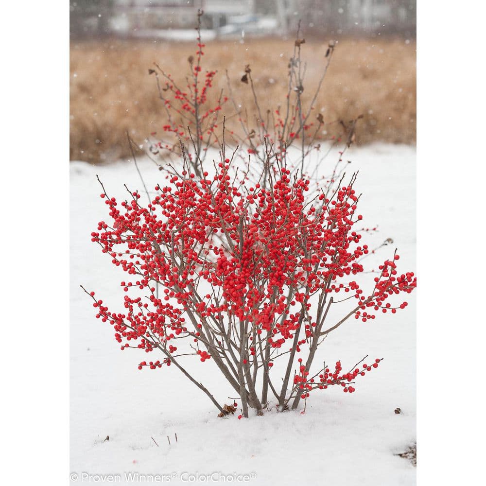 BELL NURSERY 2 Gal. Berry Poppins Winterberry Holly (Ilex