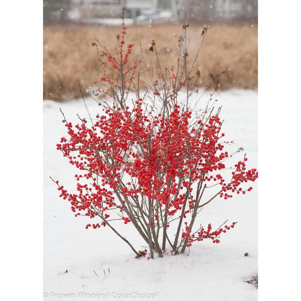 2 Gal. Berry Poppins Winterberry Holly (Ilex Verticillata)