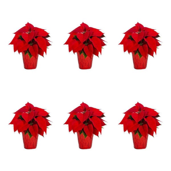 METROLINA GREENHOUSES 4 in. Live Red Christmas Poinsettia with Red Foil Holiday Plant (6-Pack)