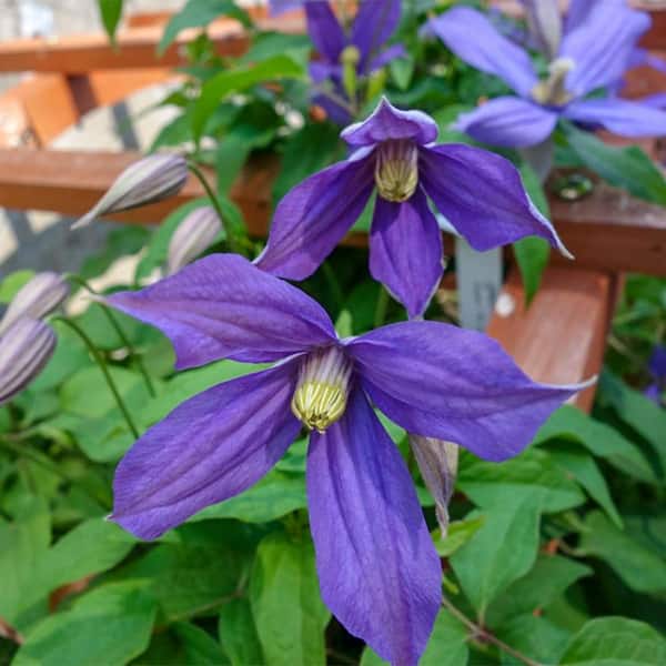 Chloe Blue Flowering Clematis Vine Dormant Bare Root Perennial Starter Plant (1-Pack)