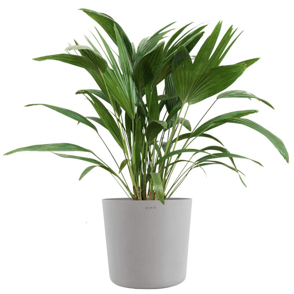 Chinese Fan Palm Live Indoor Outdoor Plant in 10 inch Premium Sustainable E