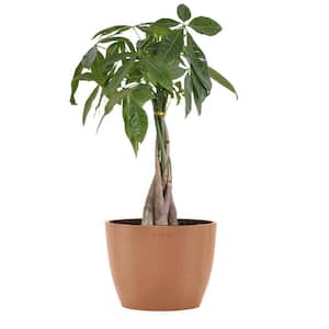 Money Tree Live Pachira Aquatica in 6 inch Premium Sustainable Ecopots Terracotta Pot with Removeable Drainage Plug