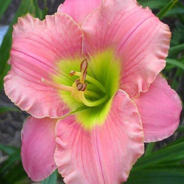 Unbranded 1 gal. Elegant Candy Daylily Plant-DISCONTINUED