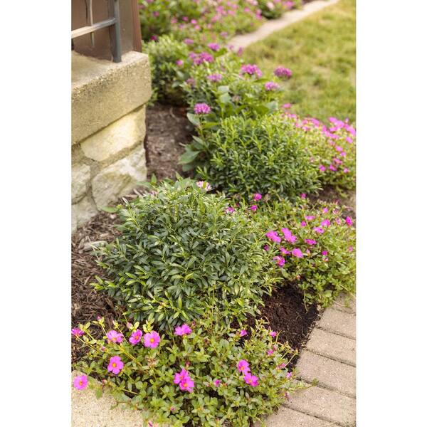 PROVEN WINNERS 4.25 in. Eco+Grande Mojave Fuchsia Moss Rose