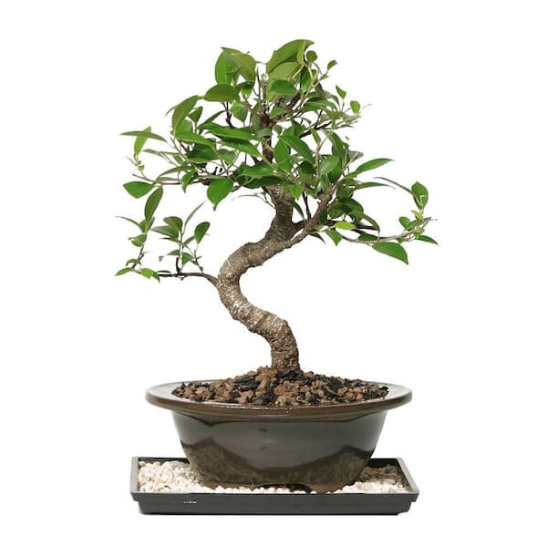 Brussel's Bonsai Golden Gate Ficus Bonsai Tree Indoor Plant in Ceramic Bonsai Pot Container, 4-Years Old, 5 to 8 in.