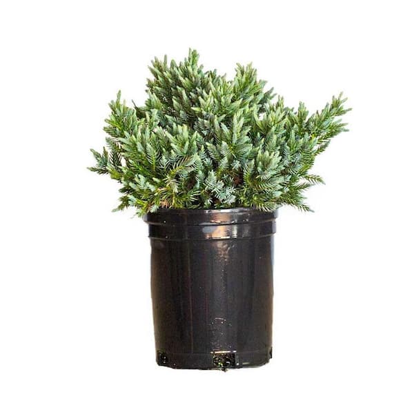 FLOWERWOOD 2.5 Qt. Blue Star Juniper Shrub with Low-Growing Mounded Icy Foliage