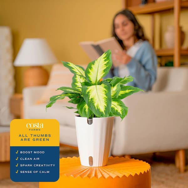 Costa Farms Dieffenbachia Indoor Plant in 6 in. Self-Watering