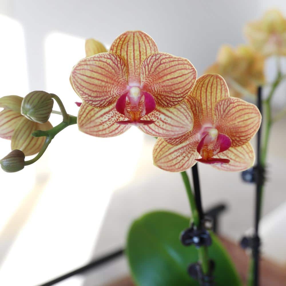 Salmon Petite Orchid in White Ceramic Pot
