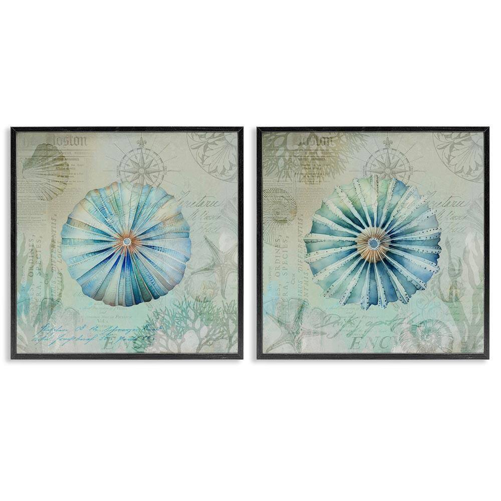 Vintage Blue Sea Urchins by Andrea Haase 2 Pieces Black Framed Coastal Giclee Art Print 24 in. x 24 in. price history on PriceWatchPro