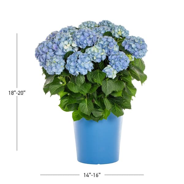 amazon indoor plant stand 6 Tier Flower Pot Stand Wrought Iron Plant Holder Metal Rack Display –  Gardening Plants And Flowers main image 0