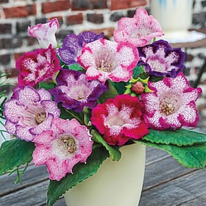 Multi-Colored Butterfly Gloxinia Flowers Bulbs (3-Pack)