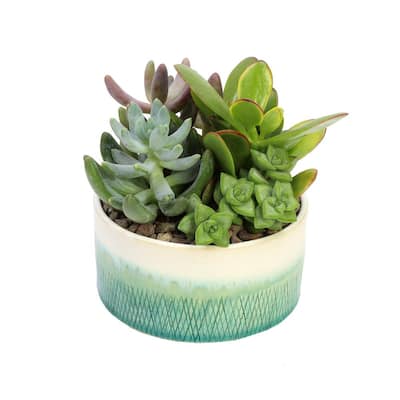 5 in. Blue and White Glazed Stoneware Bowl Succulent Garden