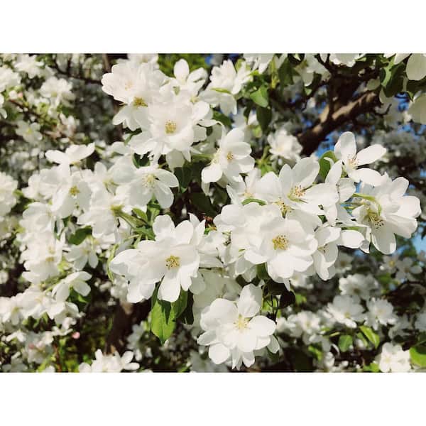 Online Orchards Spring Snow Flowering Crabapple Tree Bare Root