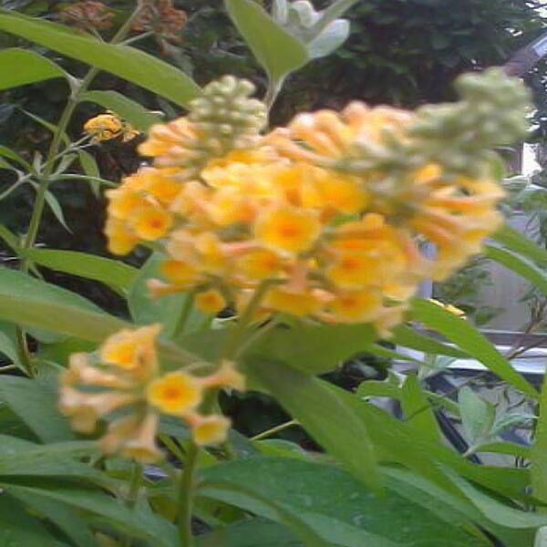 Unbranded 1 gal. Sungold Butterfly Bush Plant-DISCONTINUED