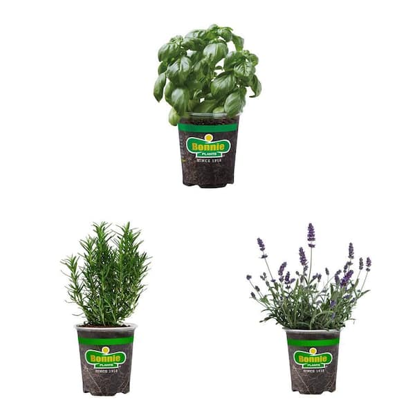 19 oz. Rosemary, Sweet Basil, and Lavender Live Plant Combo