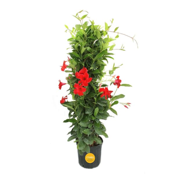 Grower's Choice Outdoor Mandevilla Teepee Bush in 12 in. Grower Pot, Avg. Shipping Height 5 ft. Tall