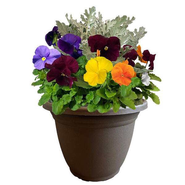 Unbranded 11 in. Pansy Annual Plant in Decorative Pot with Pastel Colored Blooms and Dusty Miller