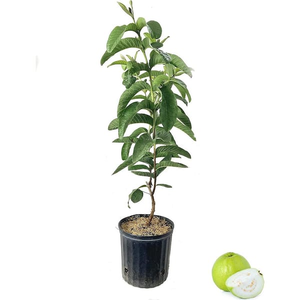 Wekiva Foliage White Guava Tree-Live Tree in a 3 Gal. Pot-1-2 Feet Tall-Psidium Guajava-Edible Fruit Bearing Tree