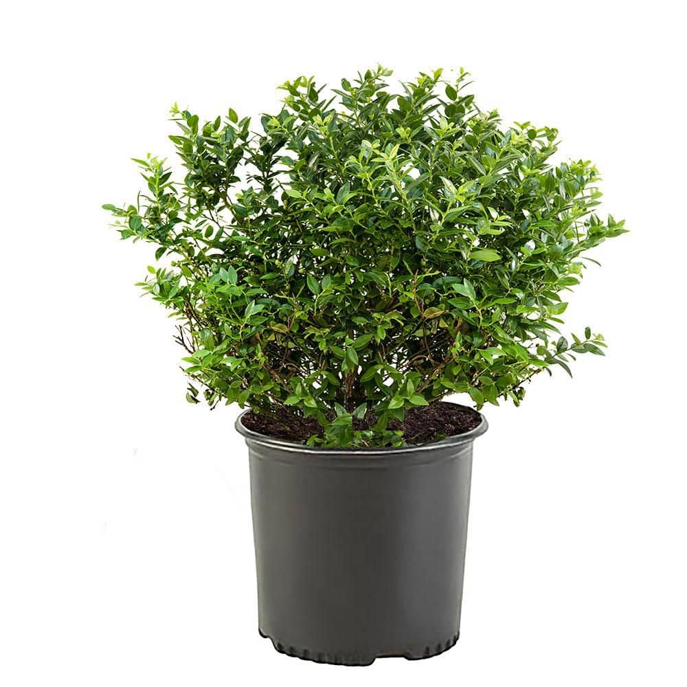 2.25 Gal. New Hanover Blueberry Plant with White Flowers and Green Foliage