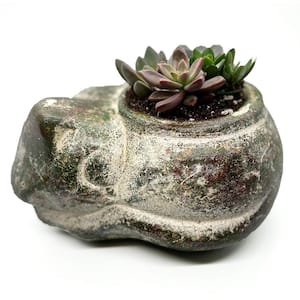 6 in. Laying Cat Succulent Planter