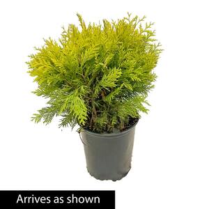 1.50 Gal. Pot Golden Globe Arborvitae (Thuja), Live Evergreen Shrub (1-Pack)
