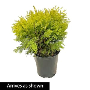 1.50 Gal. Pot, Golden Globe Arborvitae (Thuja), Live Evergreen Shrub (1-Pack)