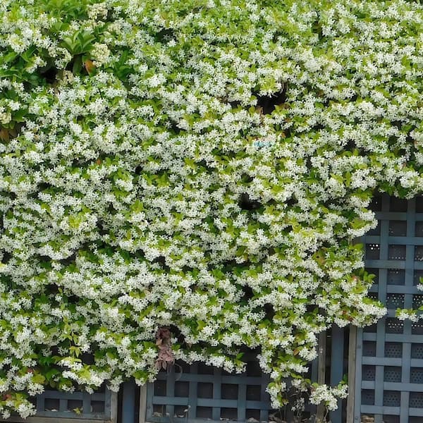national PLANT NETWORK 2.5 in. Star Jasmine Plant with White