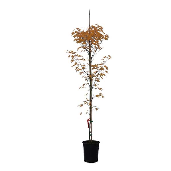 1 gal. Orangeola Deciduous Laceleaf Japanese Maple Tree MAPJOR01GH