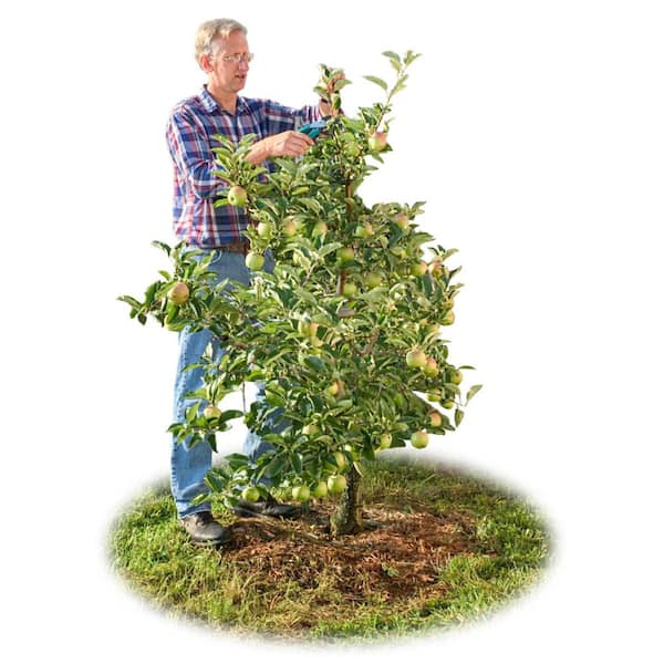 Honeycrisp Apple Tree: Apple and Fruit Trees From Gurneys