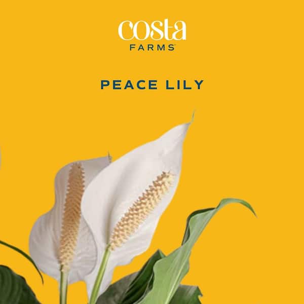 Costa Farms Live Indoor 15in. Tall Peace Lily Plant in 6in. Grower Pot, Size: Medium, Green