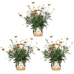 2 Qt. Tickseed Coreopsis Lil Bang Perennial Plant (3-Pack)