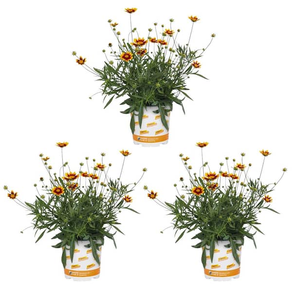 Vigoro 2 Qt. Tickseed Coreopsis Lil Bang Perennial Plant (3-Pack)