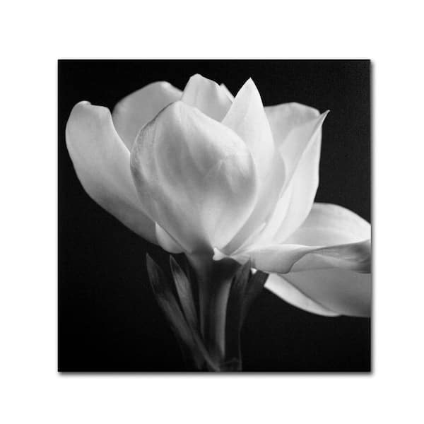 Trademark Fine Art 18 in. x 18 in. "Gardenia" by Michael Harrison Printed Canvas Wall Art