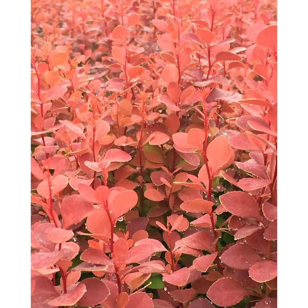 1 Gal. Orange Rocket Barberry Shrub