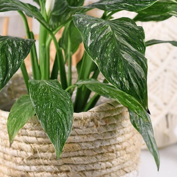 national PLANT NETWORK 4 in. Spathiphyllum Domino Variegated Peace