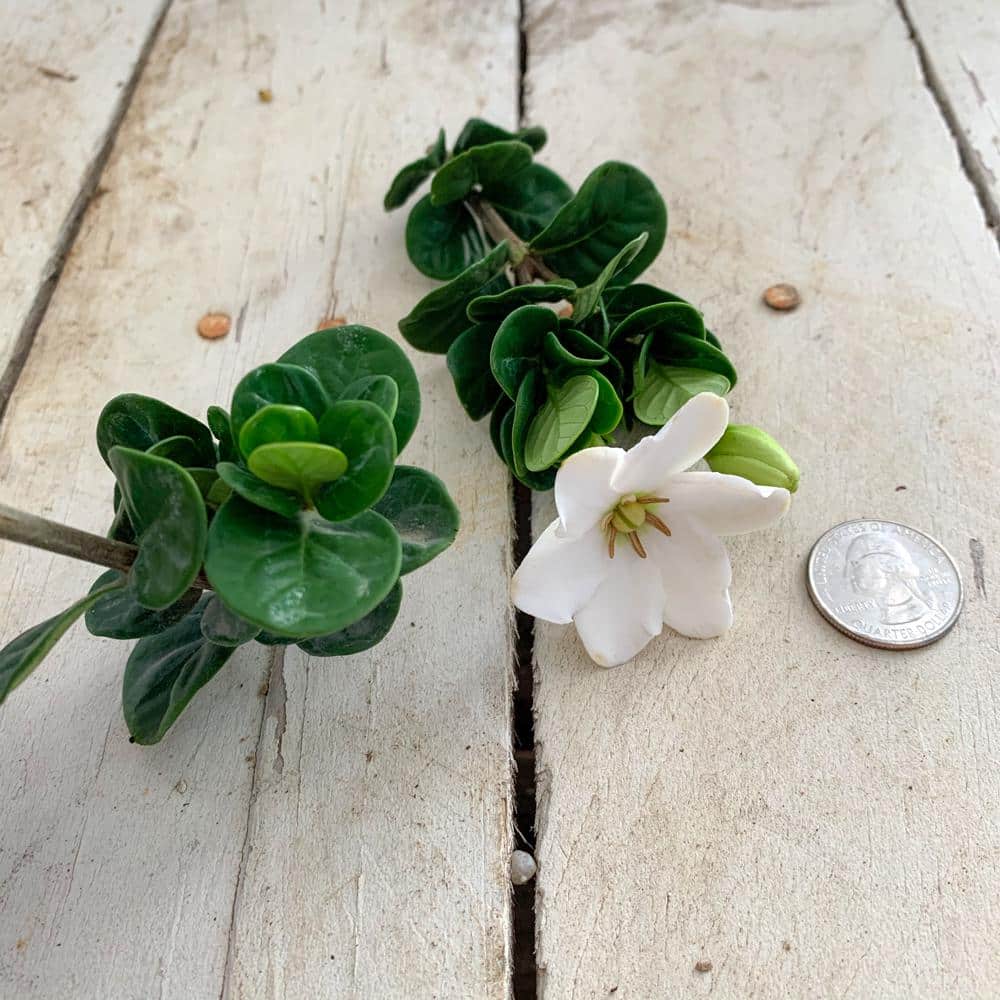 2.5 Quart Upright Evergreen Gardenia with Fragrant White Blooms